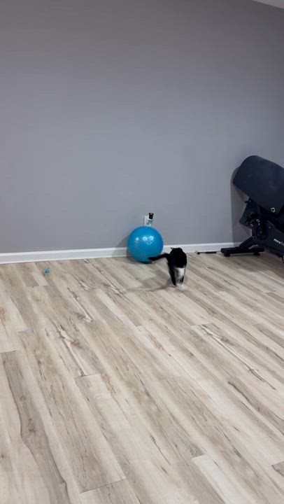 Enlarge Shamu, a Adoptable Domestic Short Hair in Indianapolis, IN video 4/5