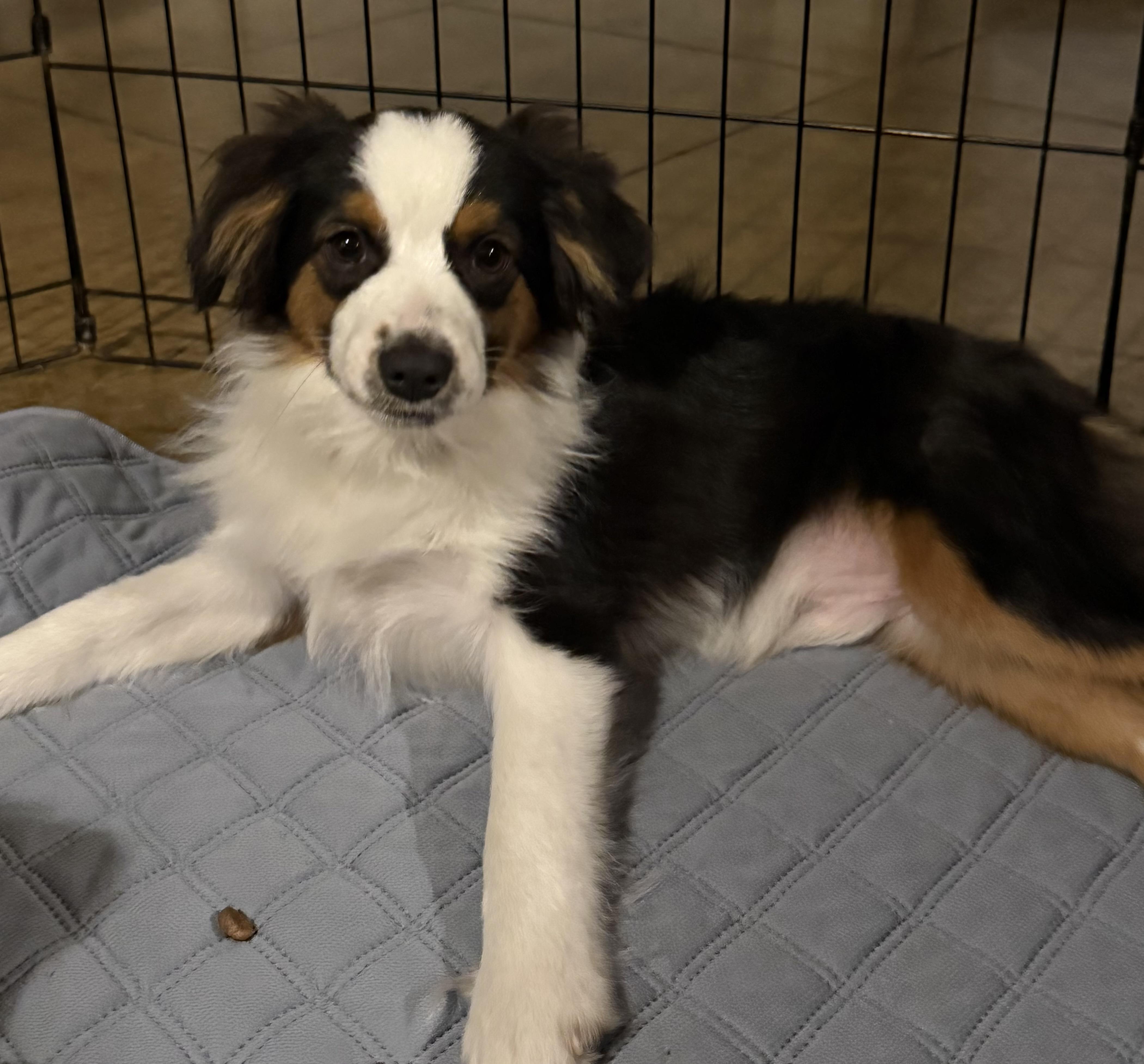 Kurt , ADOPTABLE, Puppy Male Australian Shepherd.