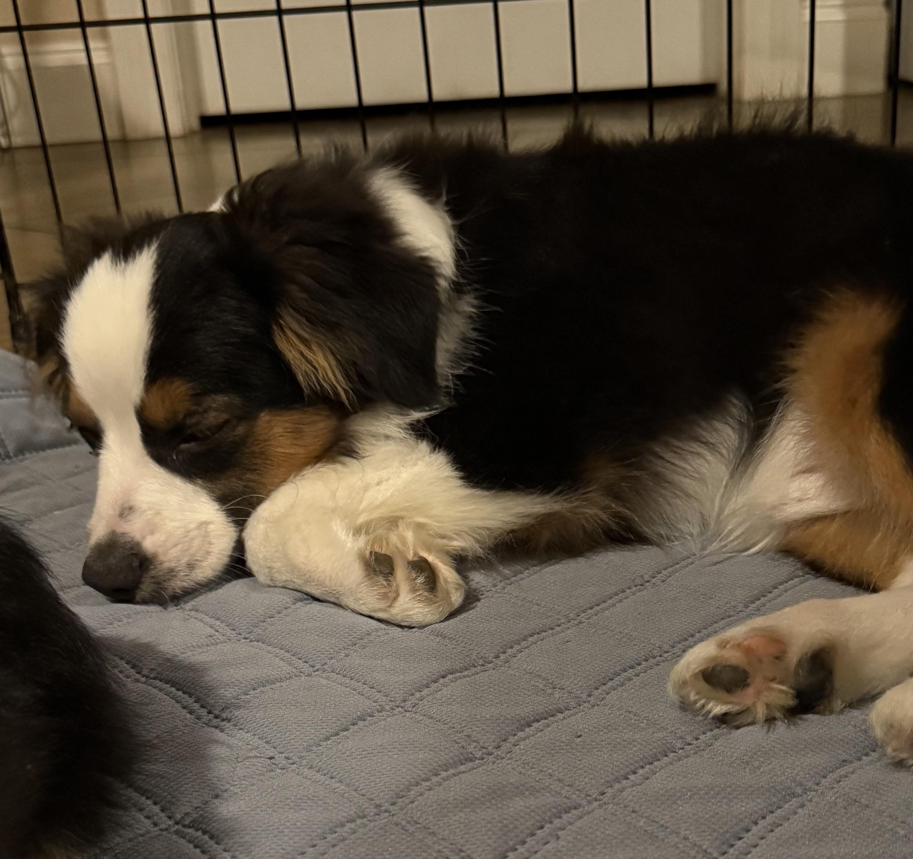 Enlarge Kurt , a ADOPTABLE Australian Shepherd in Walker, LA image 2/3