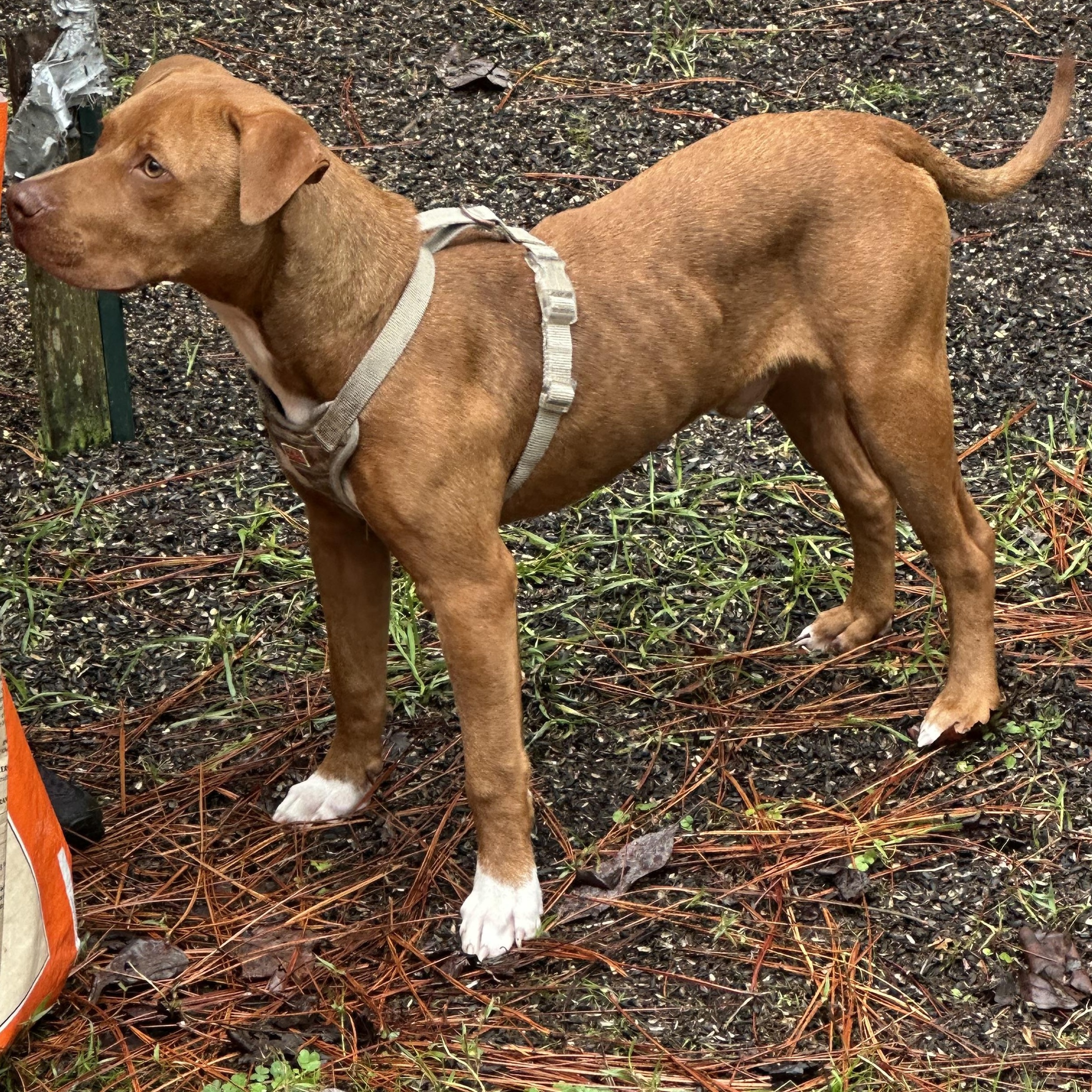Enlarge Tanner, a ADOPTABLE mixed breed in Cantonment, FL image 4/4