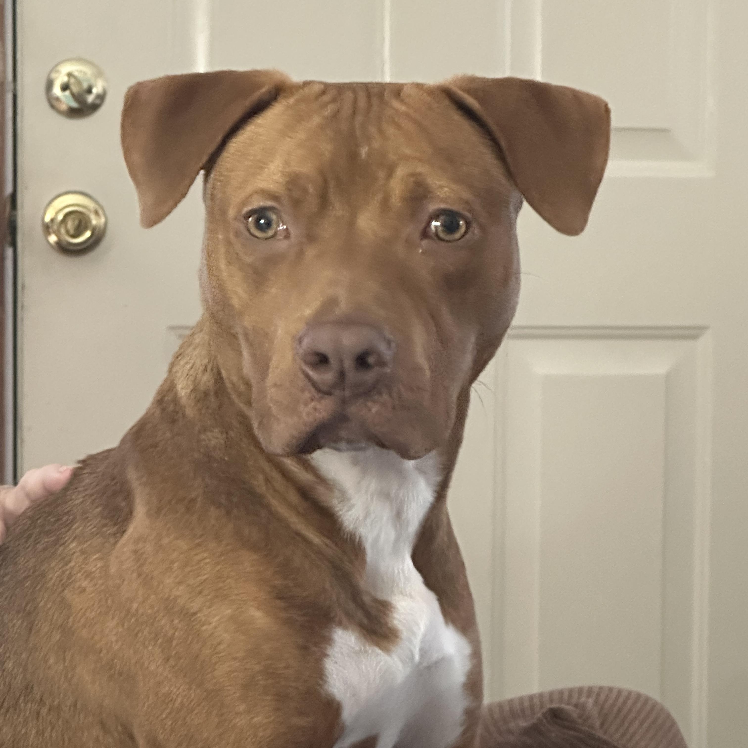 Enlarge Tanner, a ADOPTABLE mixed breed in Cantonment, FL image 1/4