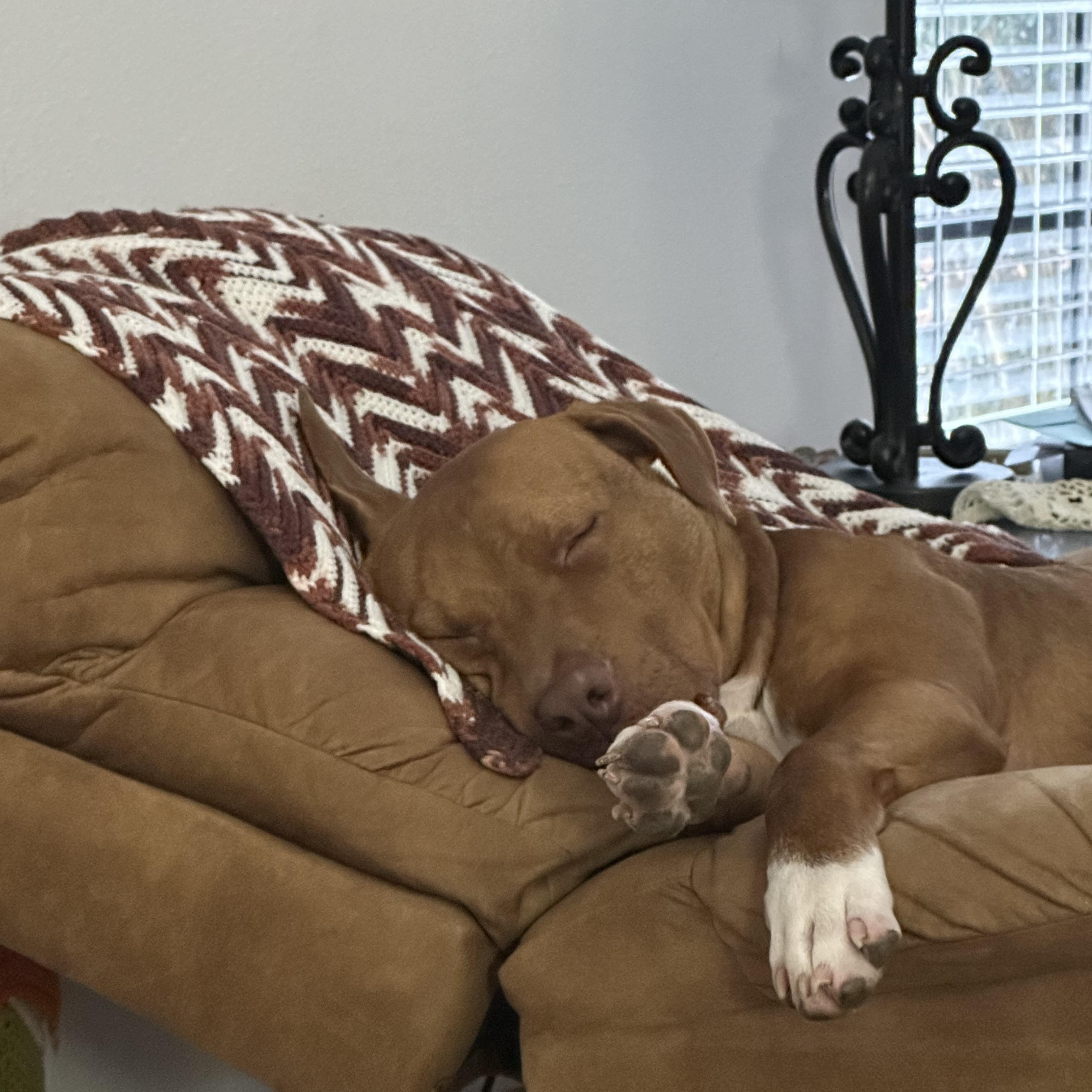 Enlarge Tanner, a ADOPTABLE mixed breed in Cantonment, FL image 2/4