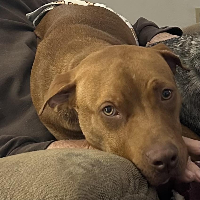 Enlarge Tanner, a ADOPTABLE mixed breed in Cantonment, FL image 3/4