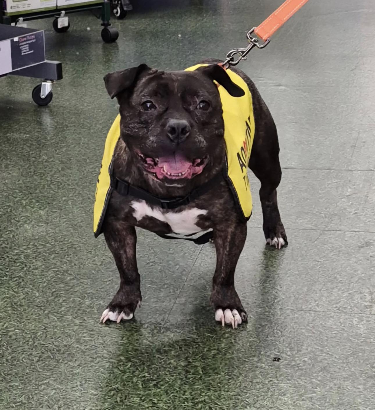 Jewels , ADOPTABLE, Senior Female American Staffordshire Terrier.