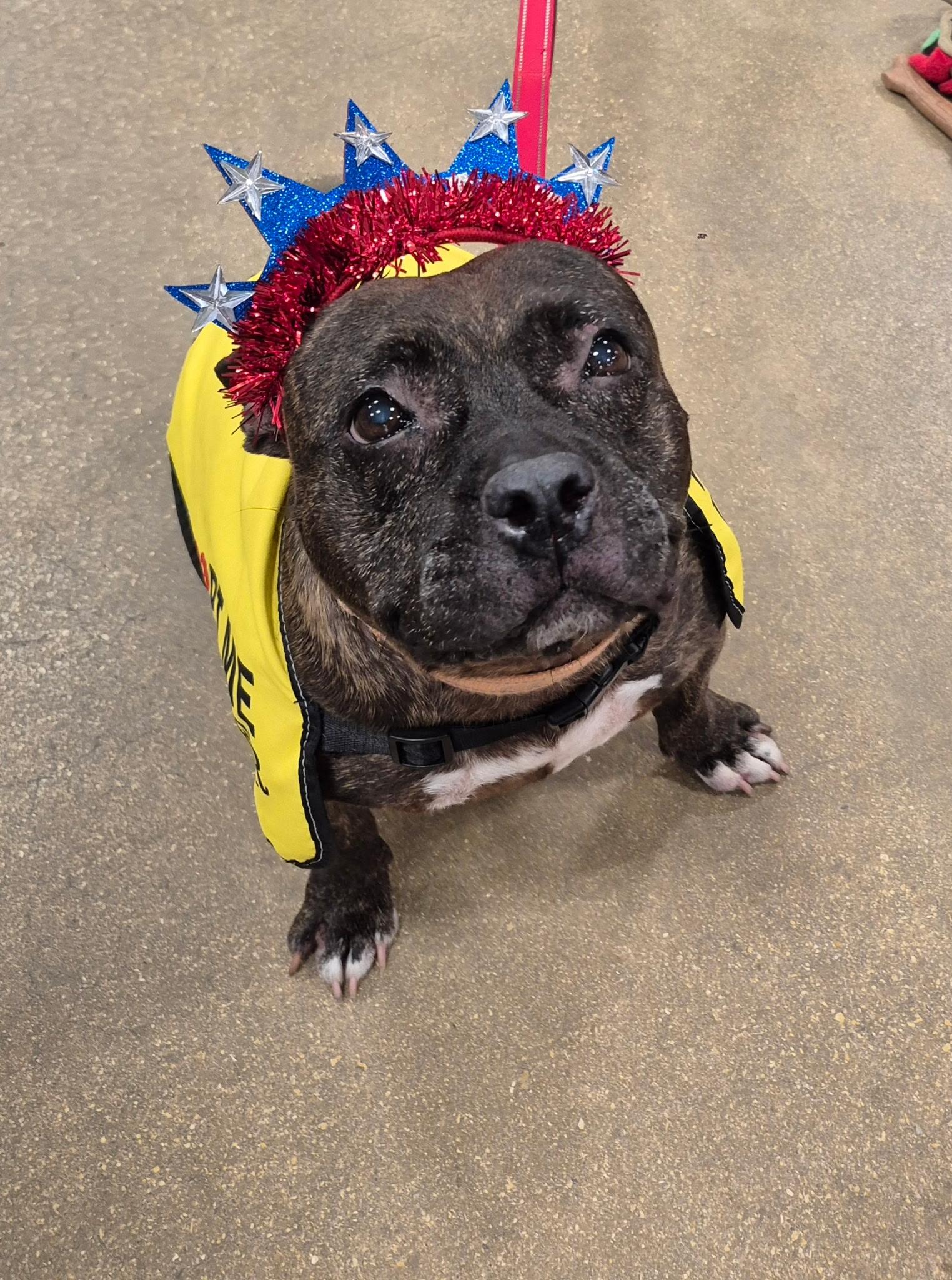 Jewels , a ADOPTABLE mixed breed in Lake Worth, FL image 2/6