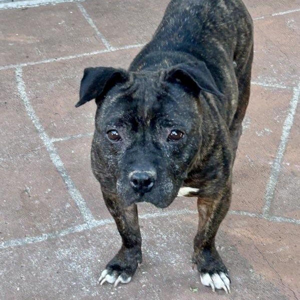 Enlarge Jewels , a ADOPTABLE mixed breed in Lake Worth, FL image 1/6