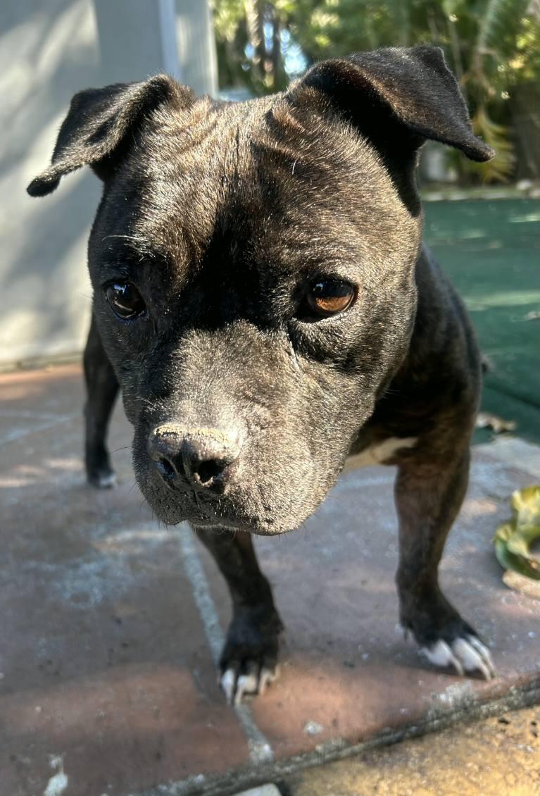 Enlarge Jewels , a ADOPTABLE mixed breed in Lake Worth, FL image 5/6