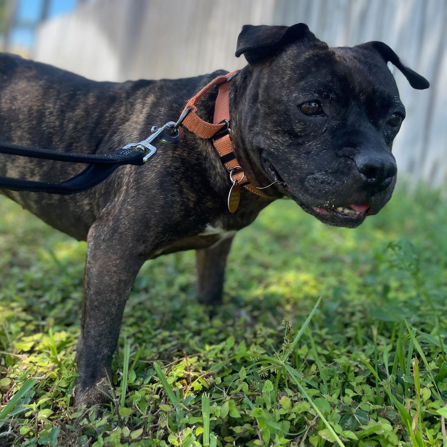 Jewels , a ADOPTABLE mixed breed in Lake Worth, FL image 2/6
