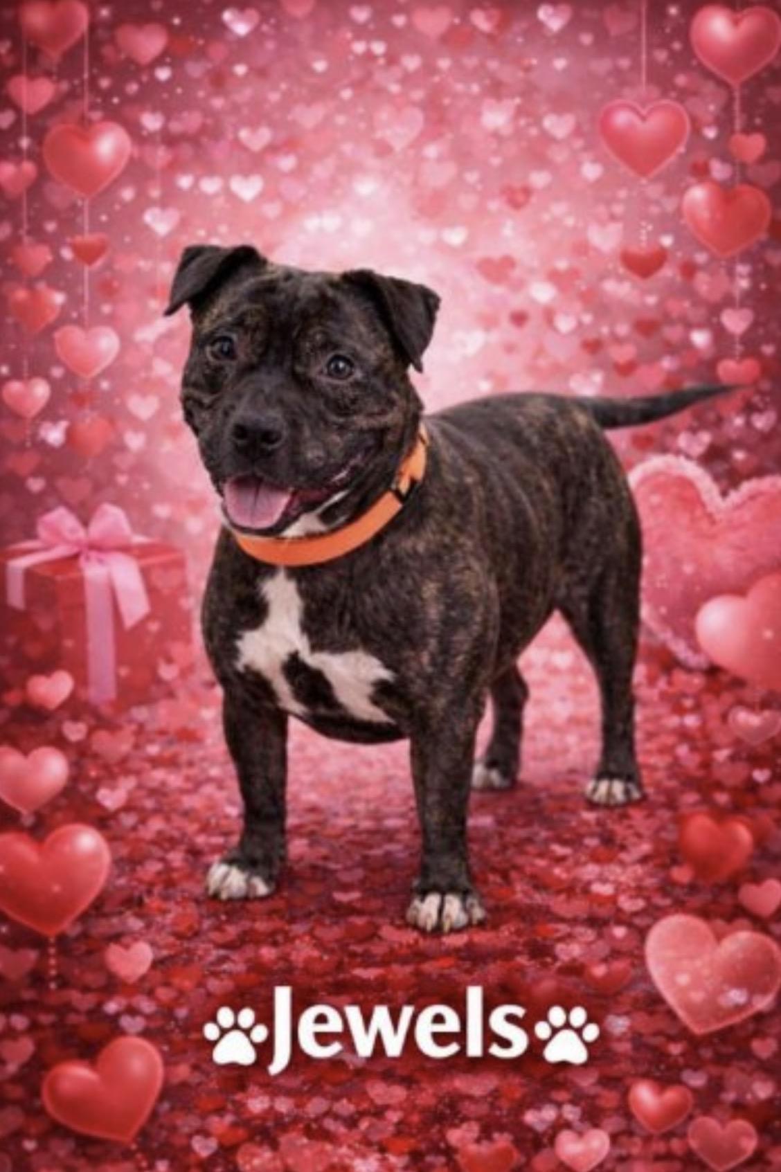 Enlarge Jewels , a ADOPTABLE mixed breed in Lake Worth, FL image 2/6