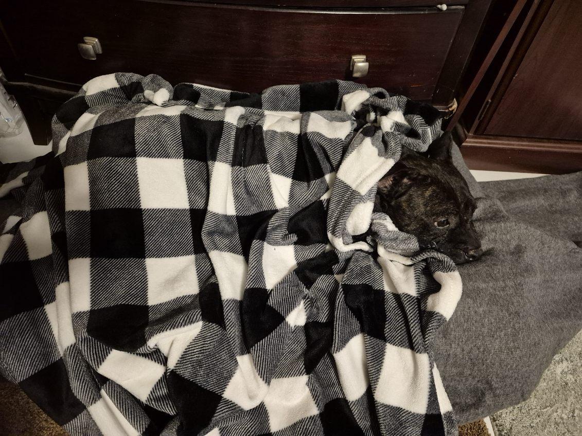 Enlarge Jewels , a ADOPTABLE mixed breed in Lake Worth, FL image 6/6