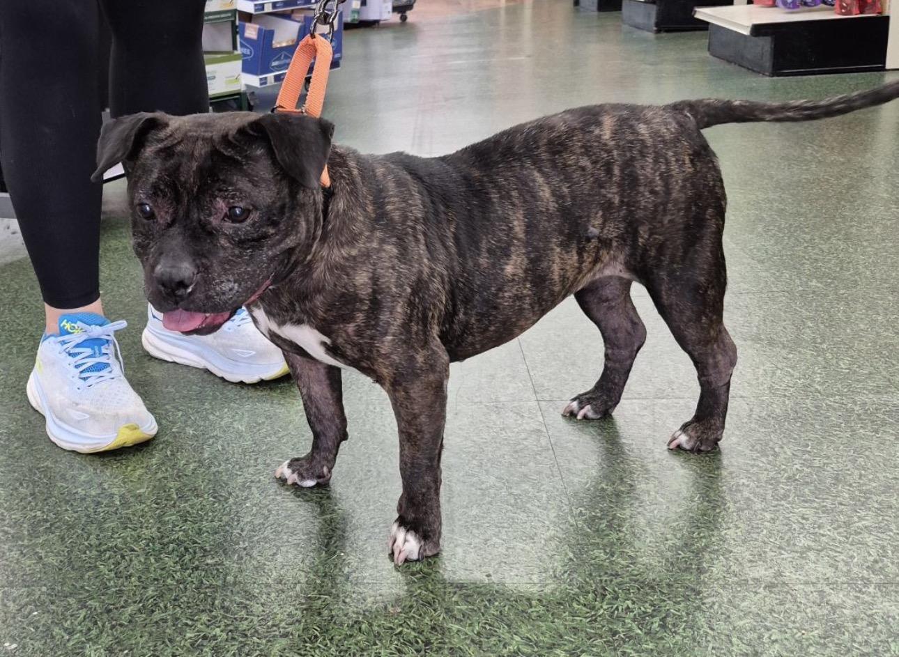 Enlarge Jewels , a ADOPTABLE mixed breed in Lake Worth, FL image 3/6