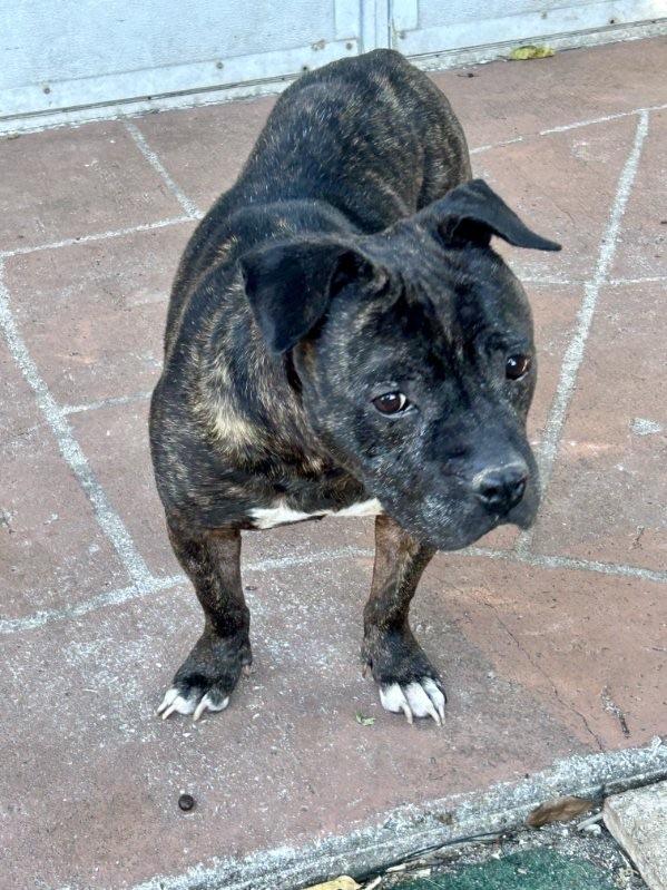Enlarge Jewels , a ADOPTABLE mixed breed in Lake Worth, FL image 2/6
