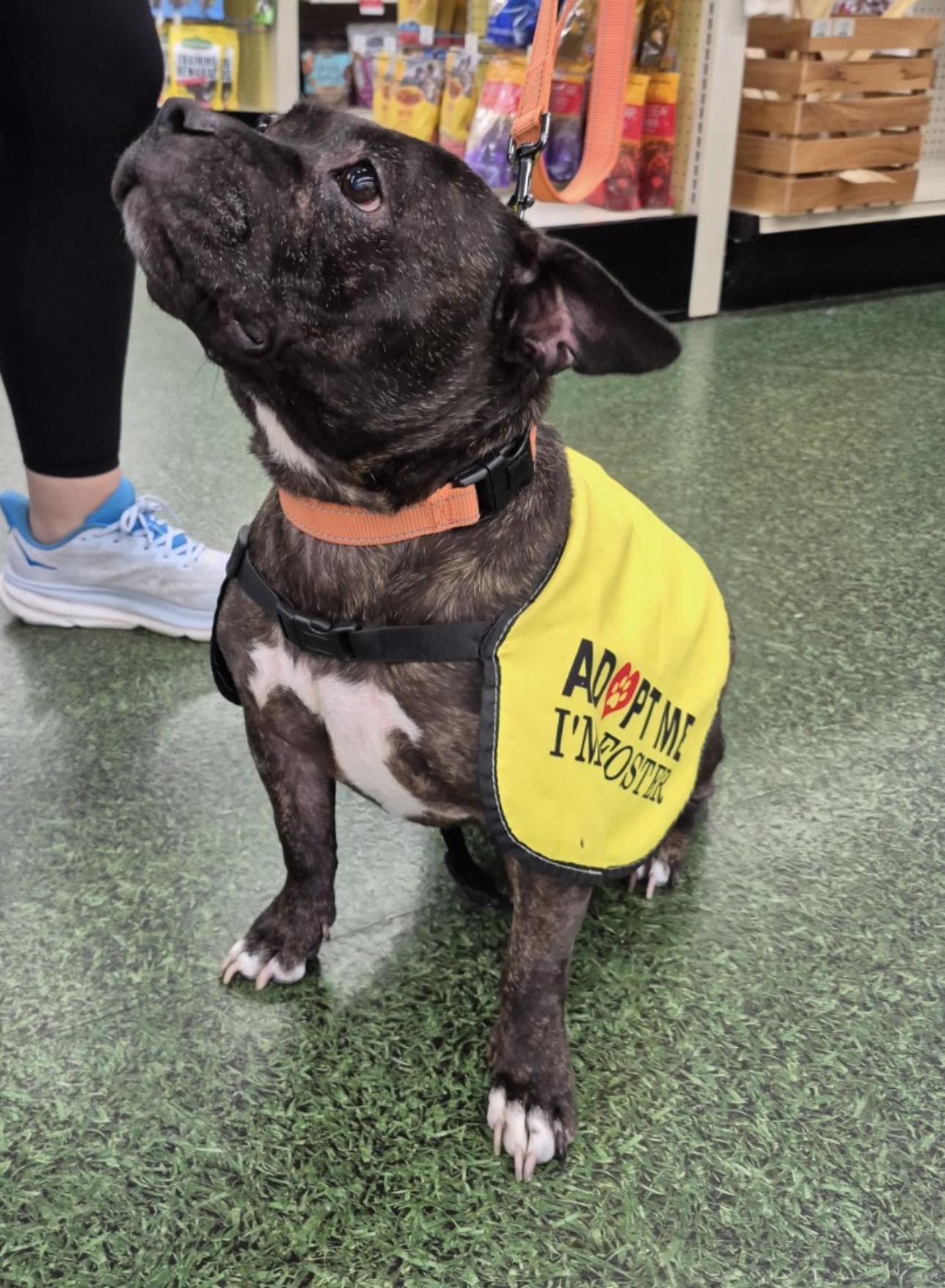 Enlarge Jewels , a ADOPTABLE mixed breed in Lake Worth, FL image 4/6