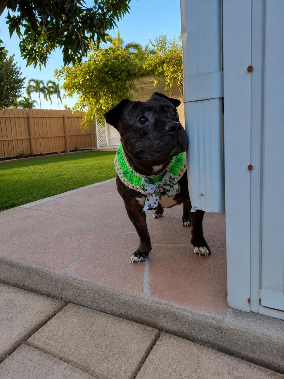 Jewels , a ADOPTABLE mixed breed in Lake Worth, FL image 6/6
