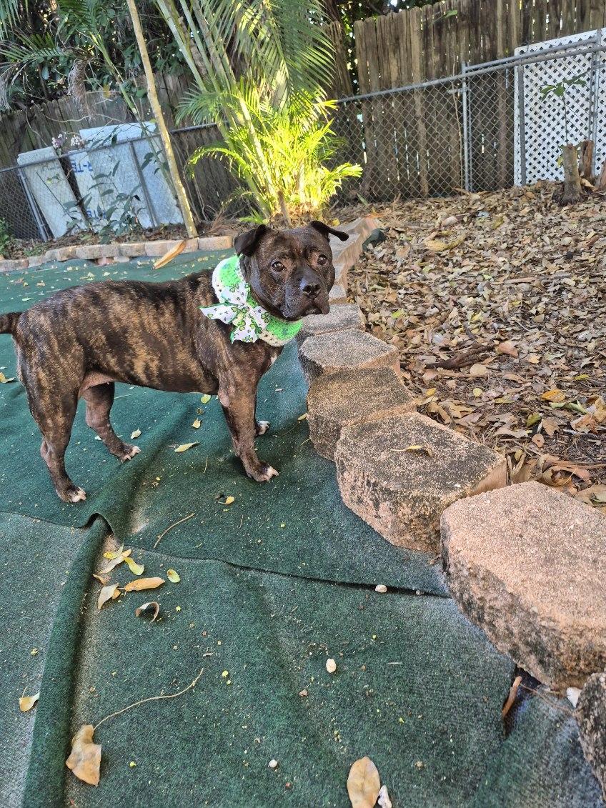 Jewels , a ADOPTABLE mixed breed in Lake Worth, FL image 5/5