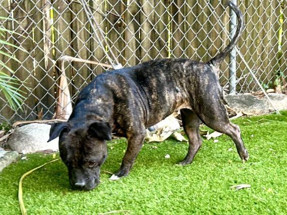 Enlarge Jewels , a ADOPTABLE mixed breed in Lake Worth, FL image 3/6