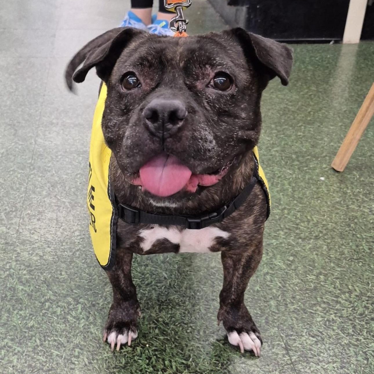 Enlarge Jewels , a ADOPTABLE mixed breed in Lake Worth, FL image 1/6