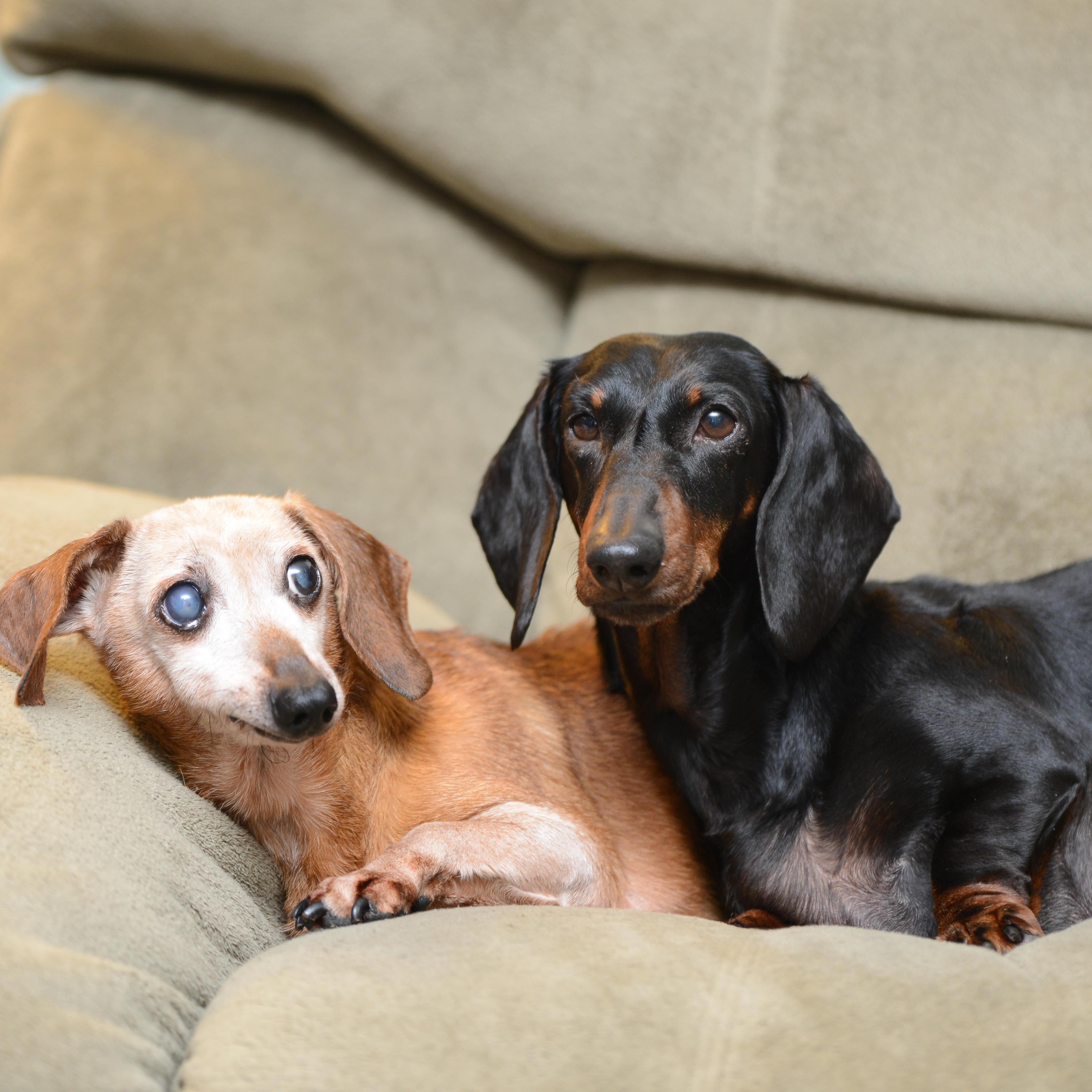 Enlarge MJ and Mabel, a Adoptable Dachshund in Morrisville, PA image 2/3