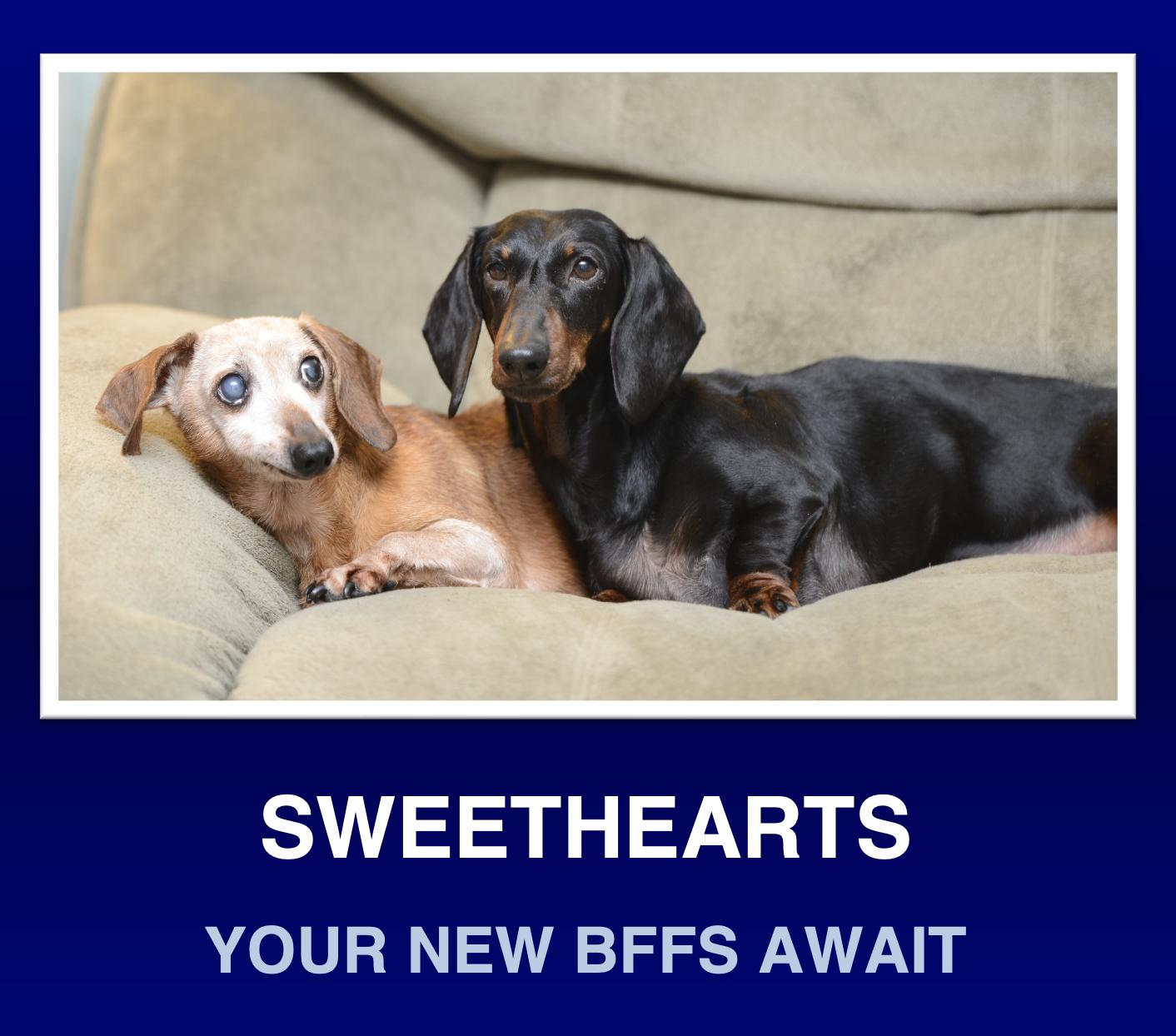 Enlarge MJ and Mabel, a Adoptable Dachshund in Morrisville, PA image 1/3