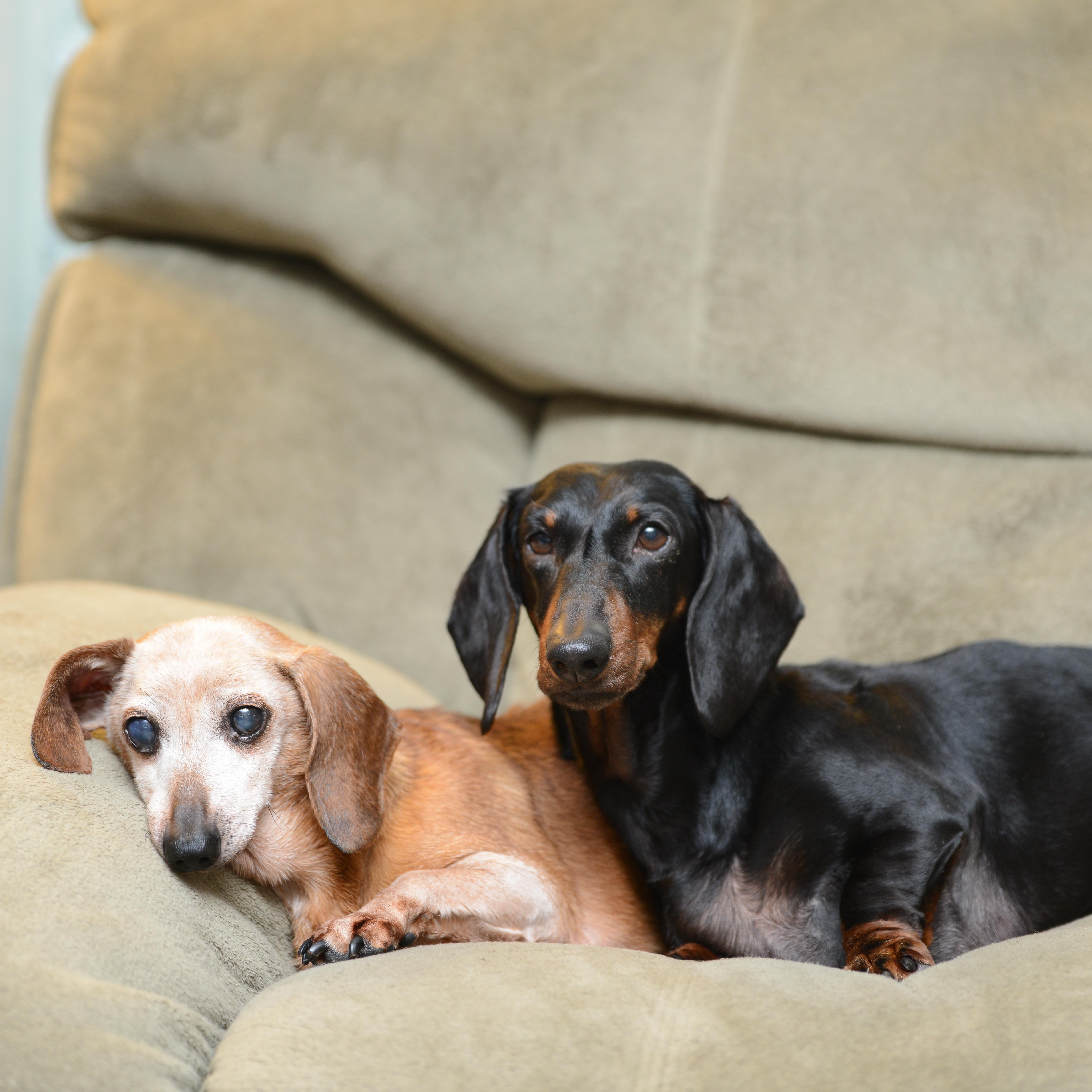 Enlarge MJ and Mabel, a Adoptable Dachshund in Morrisville, PA image 3/3