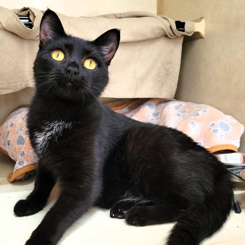 Enlarge Rain, a Adoptable Domestic Short Hair in Michigan City, IN image 1/6