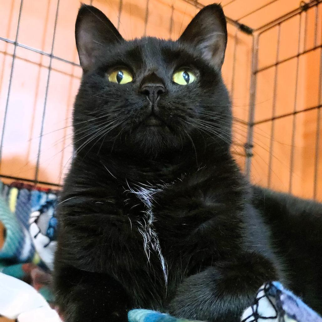 Enlarge Rain, a Adoptable Domestic Short Hair in Michigan City, IN image 2/6