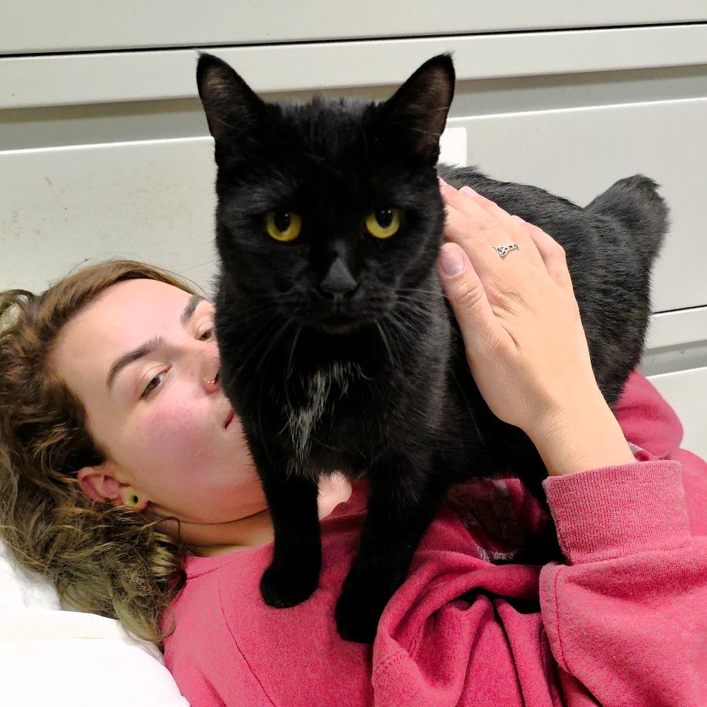 Enlarge Rain, a Adoptable Domestic Short Hair in Michigan City, IN image 3/6