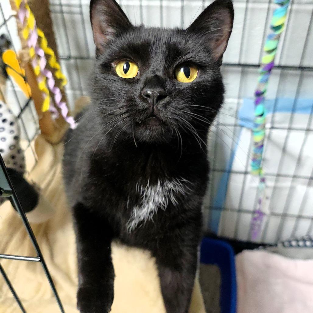 Enlarge Rain, a Adoptable Domestic Short Hair in Michigan City, IN image 4/6