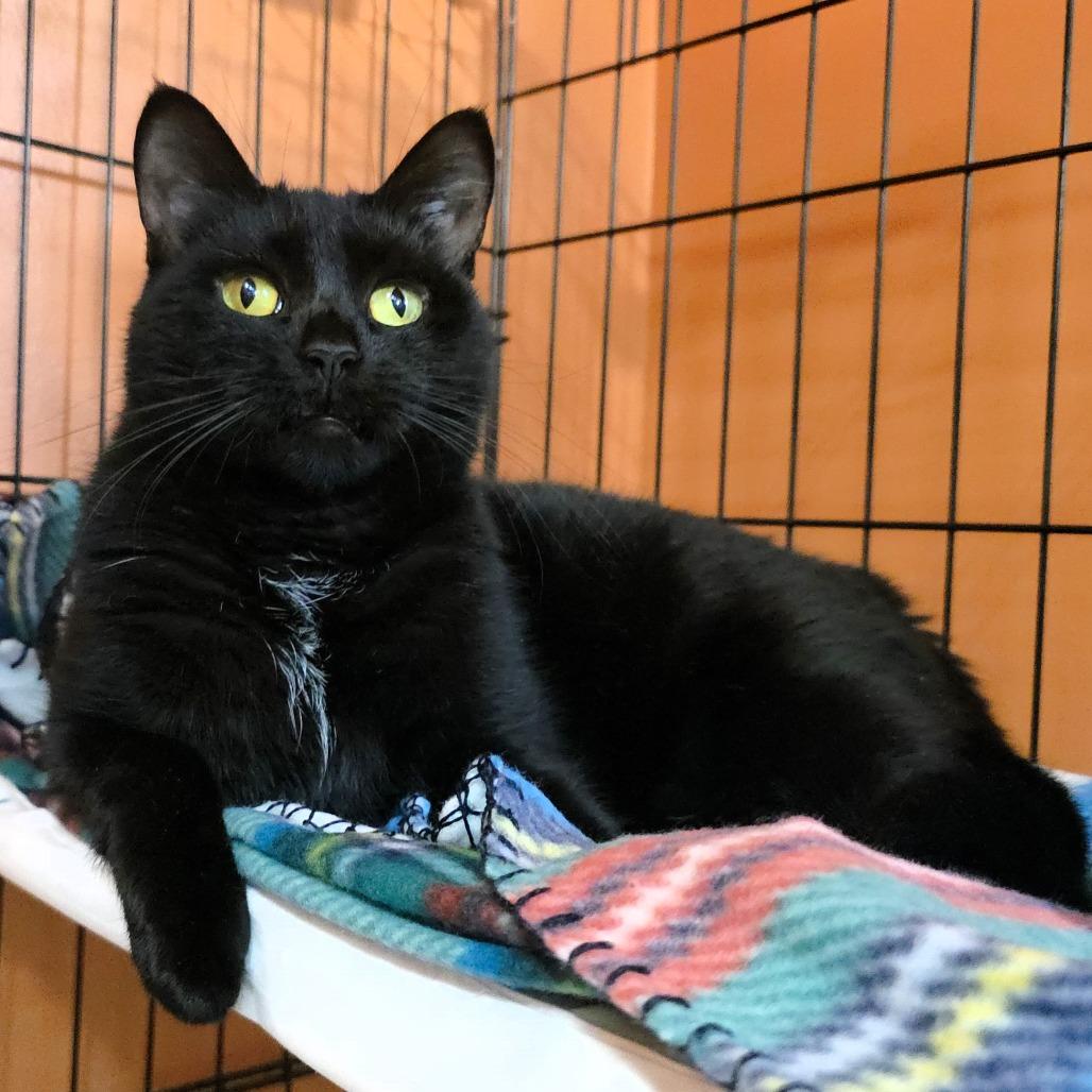 Enlarge Rain, a Adoptable Domestic Short Hair in Michigan City, IN image 5/6