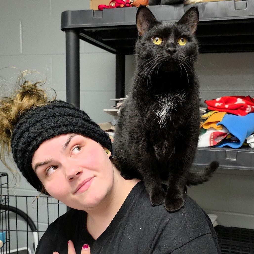 Enlarge Rain, a Adoptable Domestic Short Hair in Michigan City, IN image 6/6