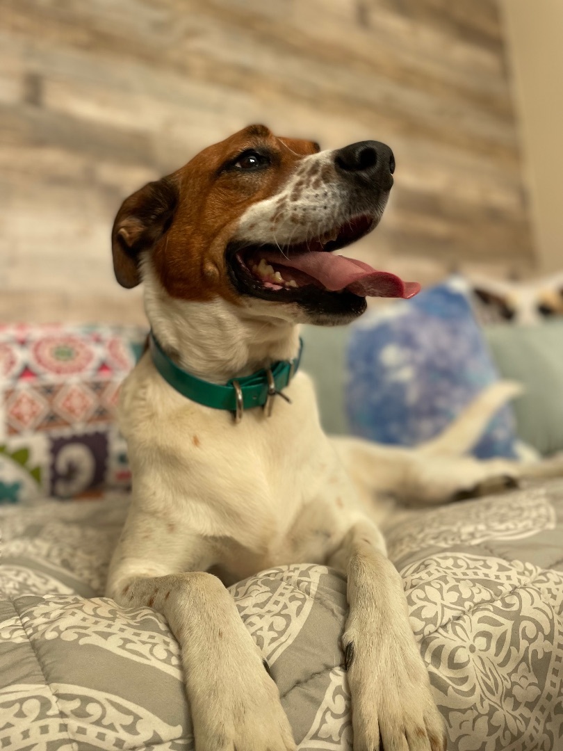 GABBIE, a Adoptable mixed breed in Alpharetta, GA image 1/6