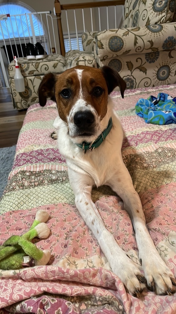 GABBIE, a Adoptable mixed breed in Alpharetta, GA image 2/6