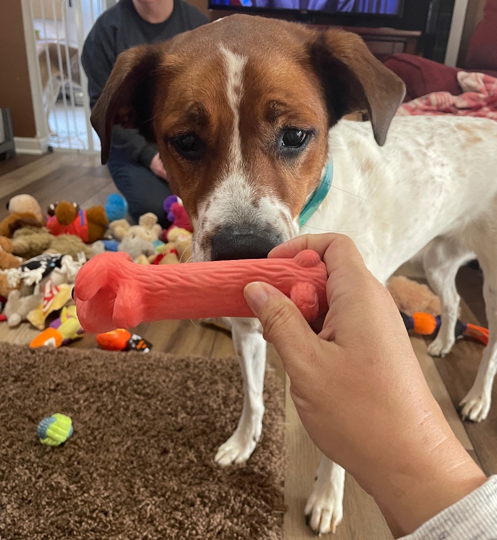 GABBIE, a Adoptable mixed breed in Alpharetta, GA image 3/6