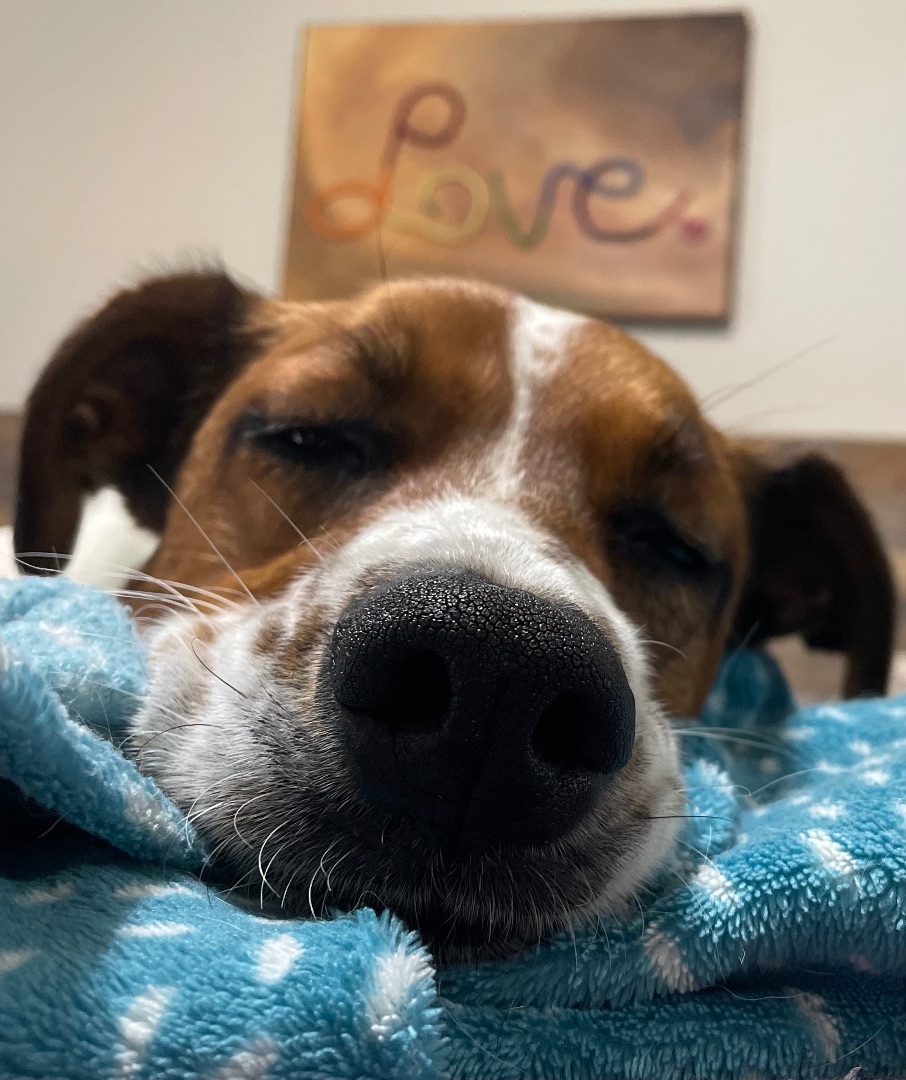 GABBIE, a Adoptable mixed breed in Alpharetta, GA image 4/6