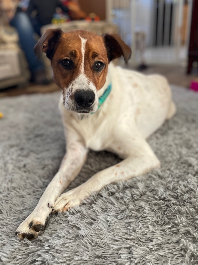 GABBIE, a Adoptable mixed breed in Alpharetta, GA image 6/6