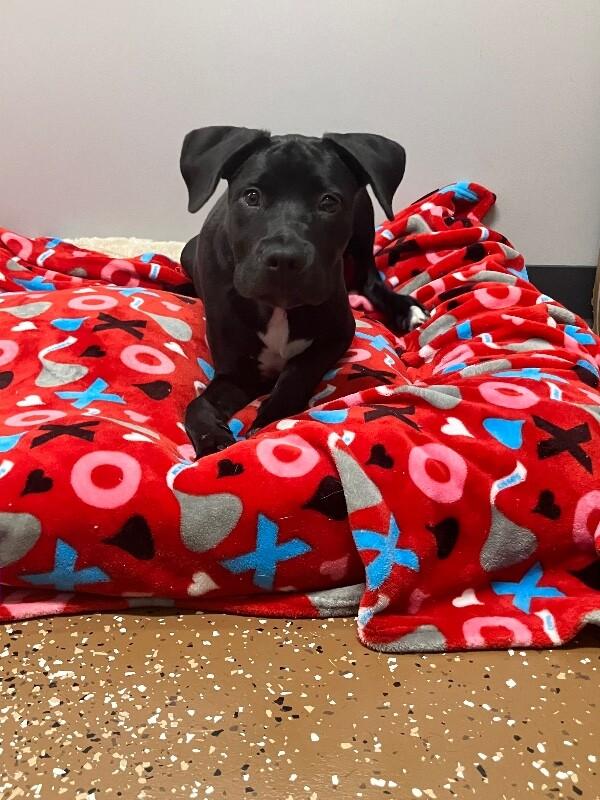 King, Adoptable, Young Male Black Labrador Retriever & Pit Bull Terrier.