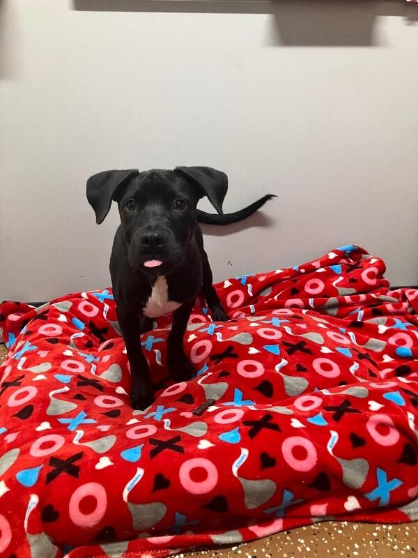 Enlarge King, a Adoptable mixed breed in Jackson, TN image 2/3