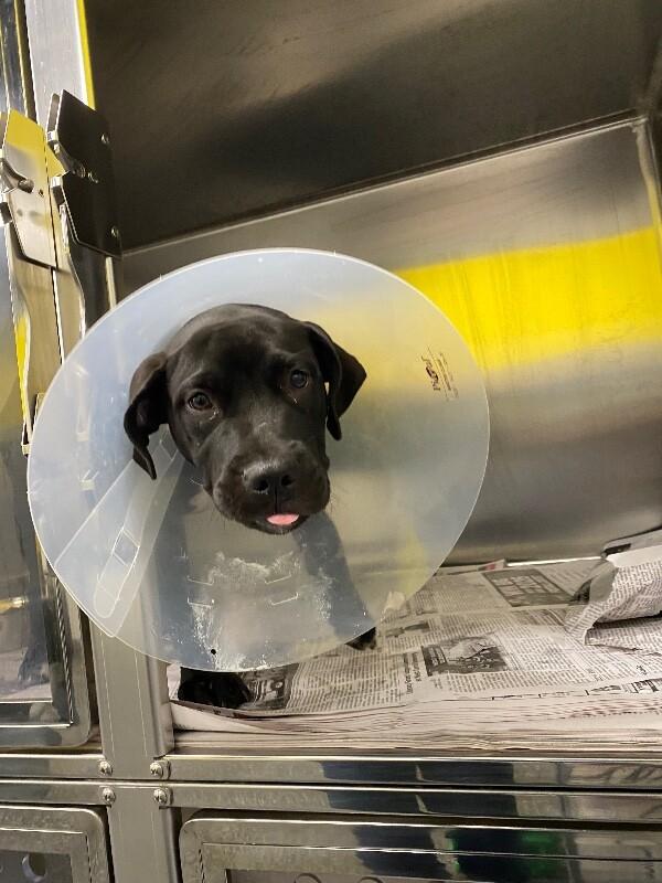 Enlarge King, a Adoptable mixed breed in Jackson, TN image 3/3