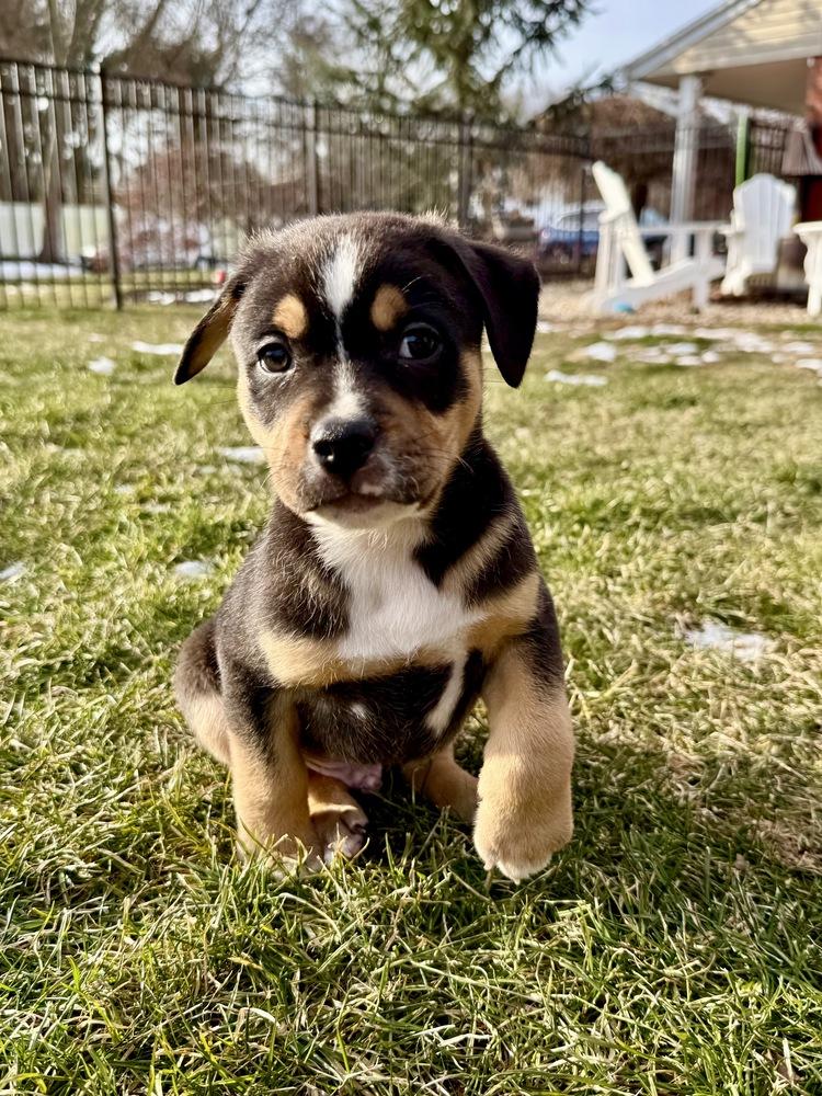 Comet, Adoptable, Puppy Male Shepherd & Pit Bull Terrier.