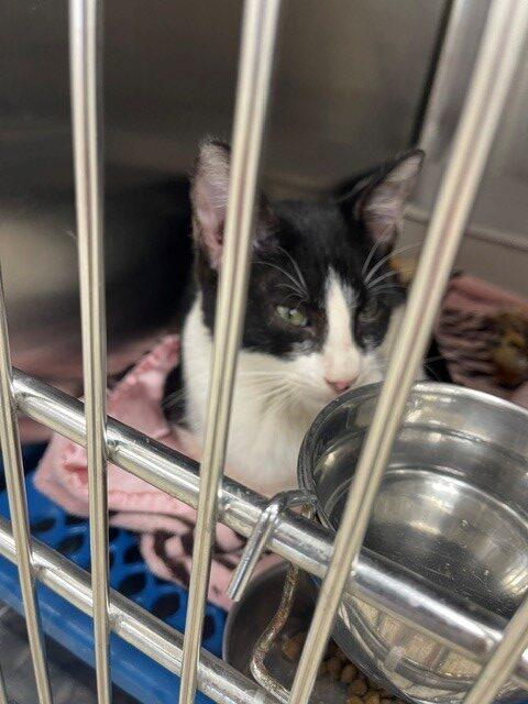 Humpty Dumpty, Adoptable, Kitten Male Domestic Short Hair.
