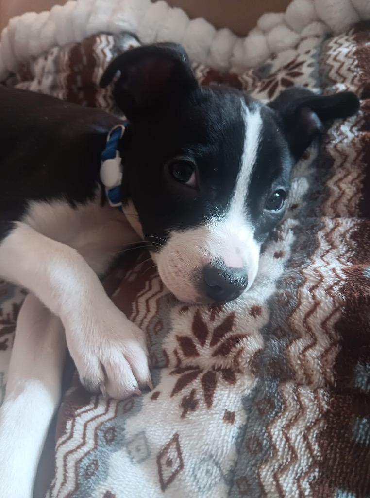 Enlarge Dasher, a Adoptable mixed breed in Bristol, WI image 1/6