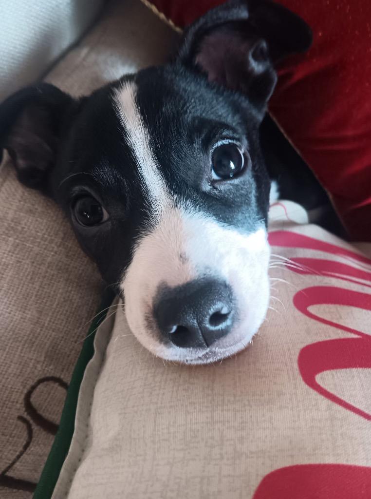 Dasher, Adoptable, Puppy Male Chihuahua & Pit Bull Terrier.