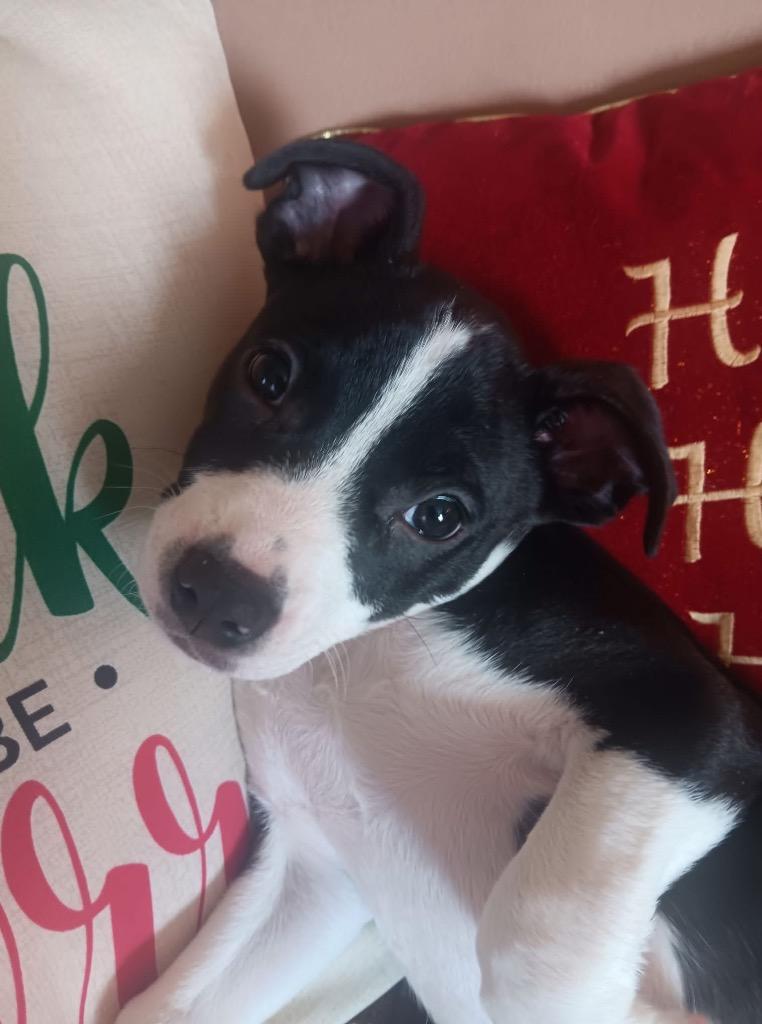 Enlarge Dasher, a Adoptable mixed breed in Bristol, WI image 3/6