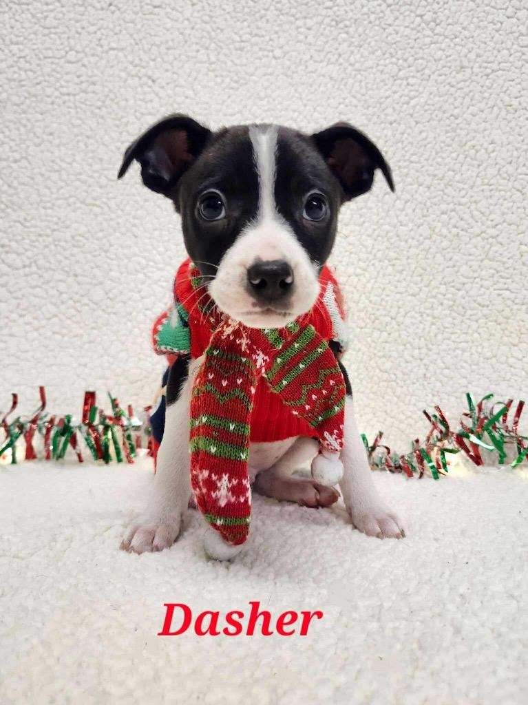 Enlarge Dasher, a Adoptable mixed breed in Bristol, WI image 5/6