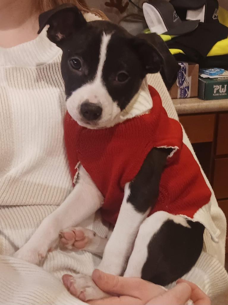 Enlarge Dasher, a Adoptable mixed breed in Bristol, WI image 6/6