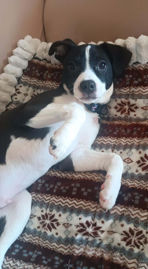 Enlarge Dasher, a Adoptable mixed breed in Bristol, WI image 6/6