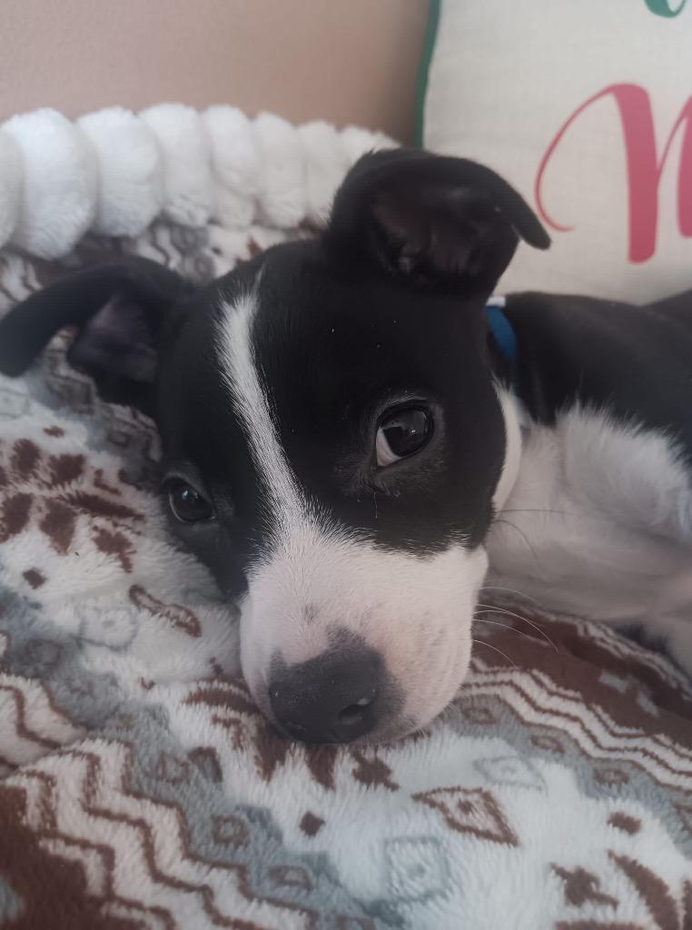 Enlarge Dasher, a Adoptable mixed breed in Bristol, WI image 6/6