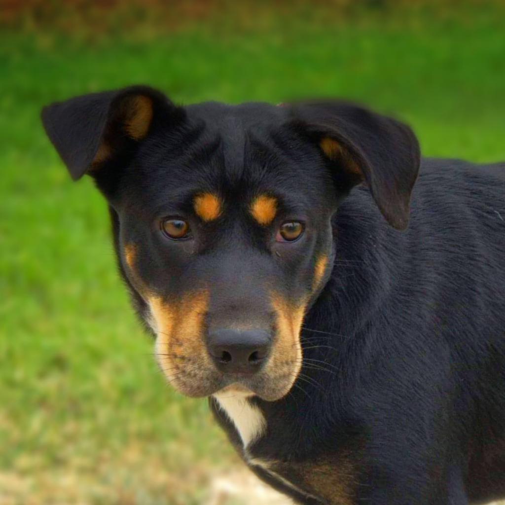Alice JuM*, Adoptable, Adult Female Shar-Pei & Mixed Breed.