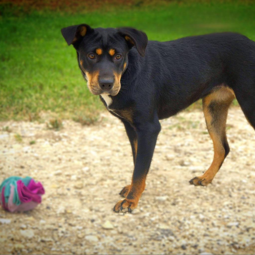 Enlarge Alice JuM*, a Adoptable mixed breed in Austin, TX image 2/6