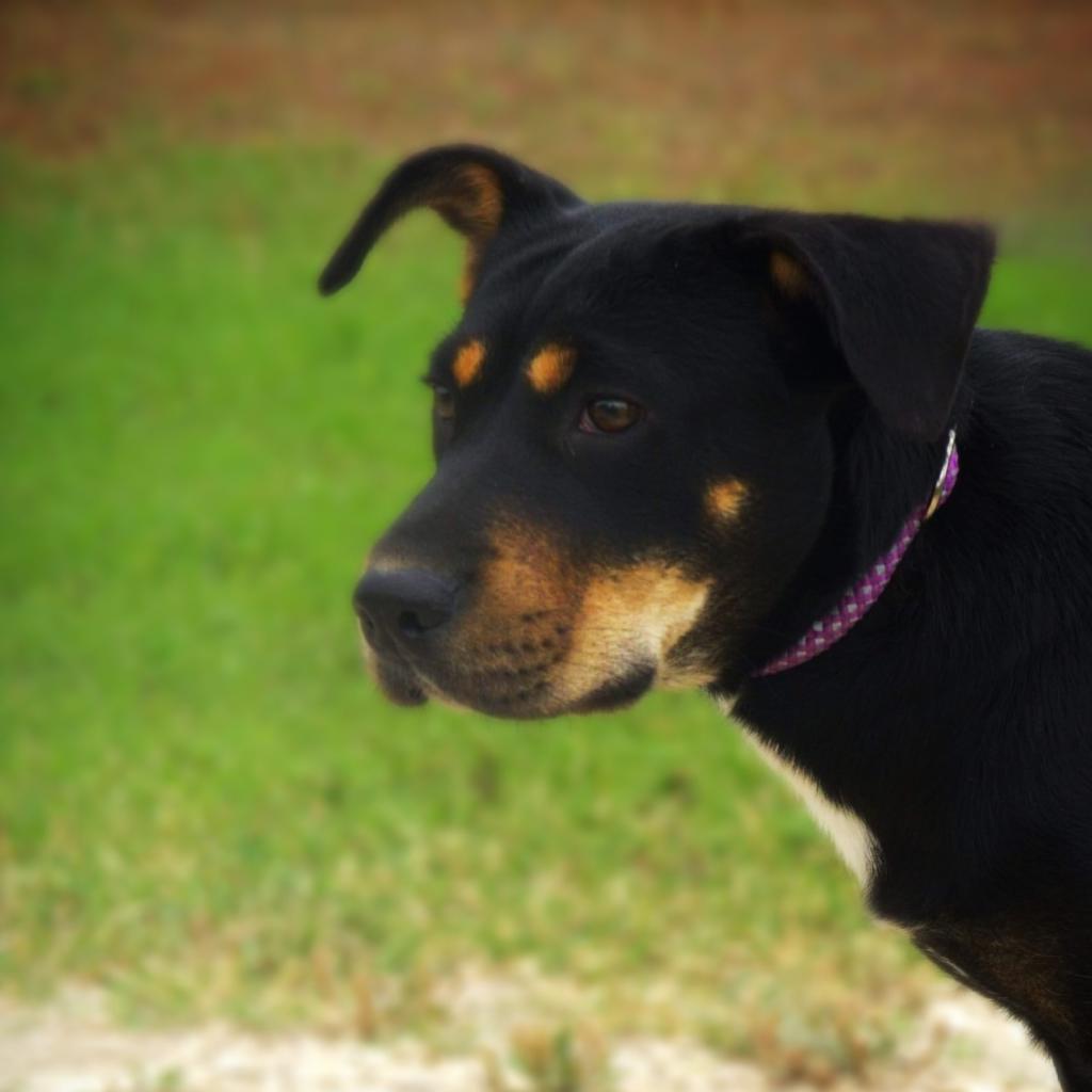 Enlarge Alice JuM*, a Adoptable mixed breed in Austin, TX image 3/6